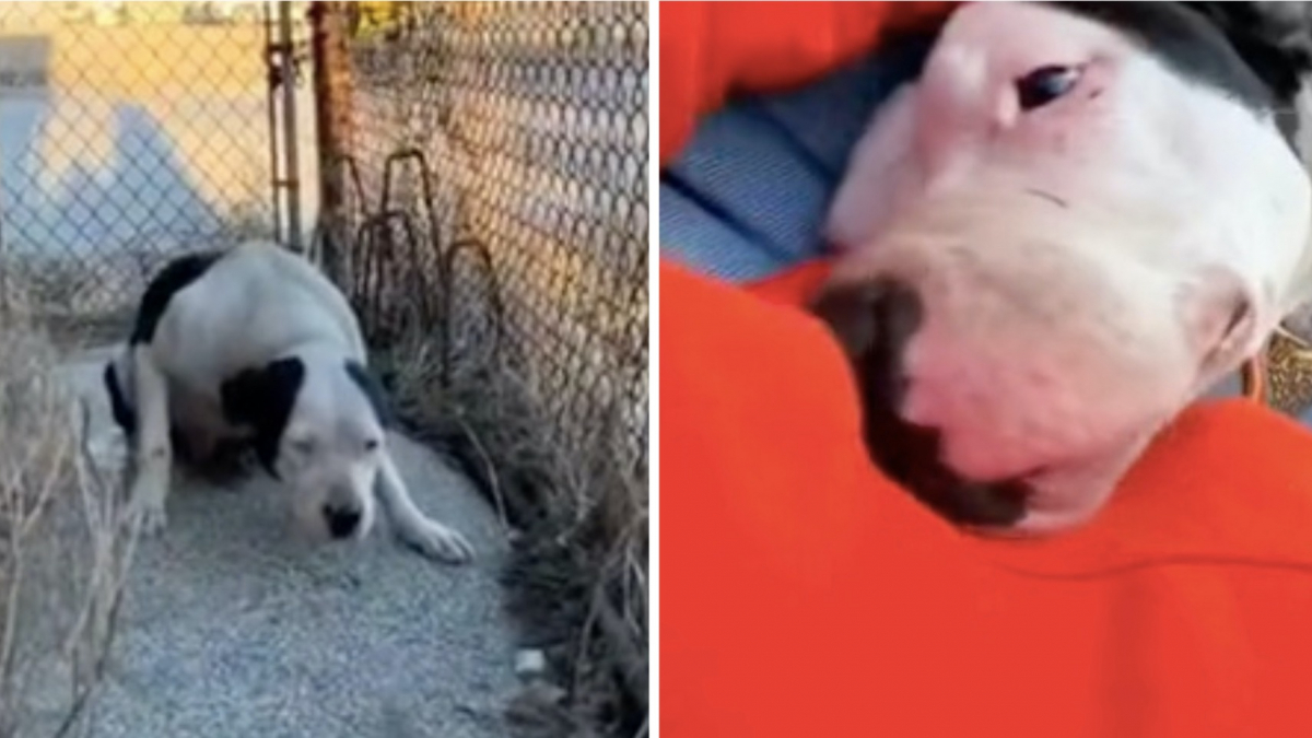 Illustration : "Le coup de foudre entre une chienne terrifiée et une femme aimante a fait fondre des millions d’internautes (vidéo)"