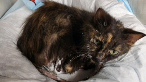 Illustration : Une chatte, très amaigrie et victime de brûlures, livre une bataille acharnée pour sa survie (vidéo)
