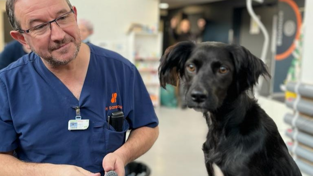 Illustration : "Amputé d’une patte suite à un accident, un chien retrouve le plaisir de marcher grâce à un procédé révolutionnaire (vidéo)"