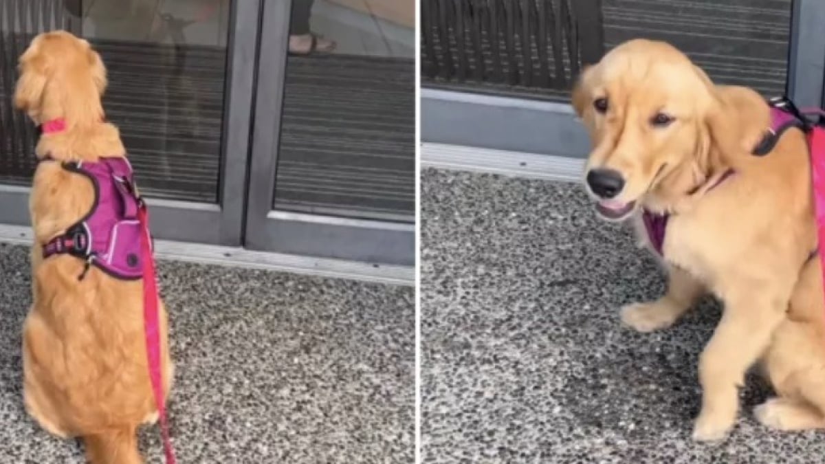 Illustration : "Une Golden Retriever peine à cacher son excitation lors de ses rendez-vous chez le vétérinaire (vidéo)"