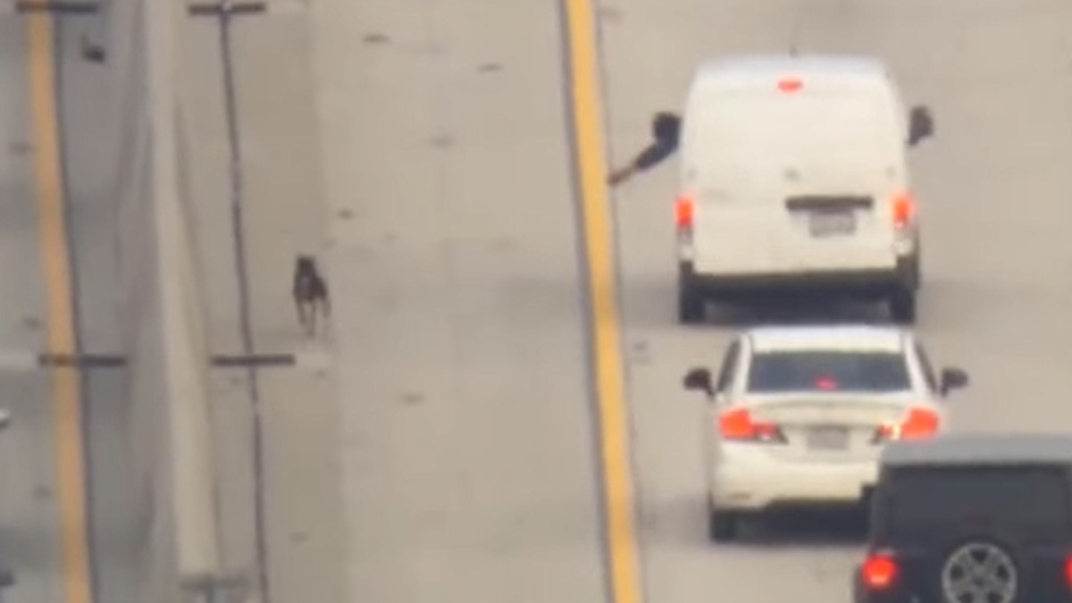 Illustration : "Des dizaines d'automobilistes se mobilisent spontanément pour tenter de secourir un chien perdu sur une autoroute (vidéo)"