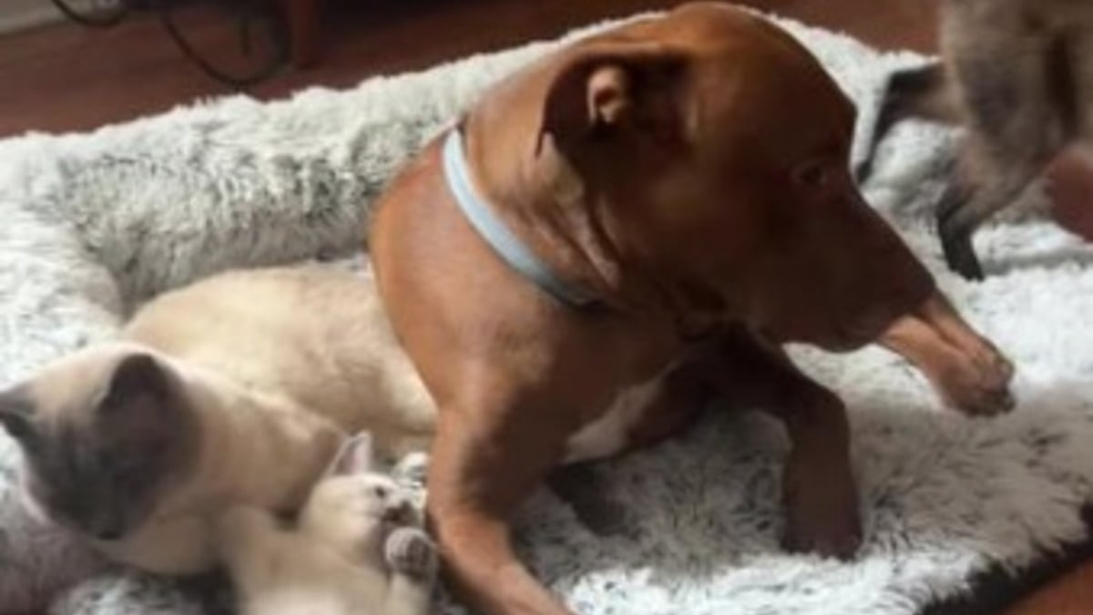 Illustration : "L'hilarante réaction d'un Pitbull forcé de partager son panier avec les chats de la famille (vidéo)"