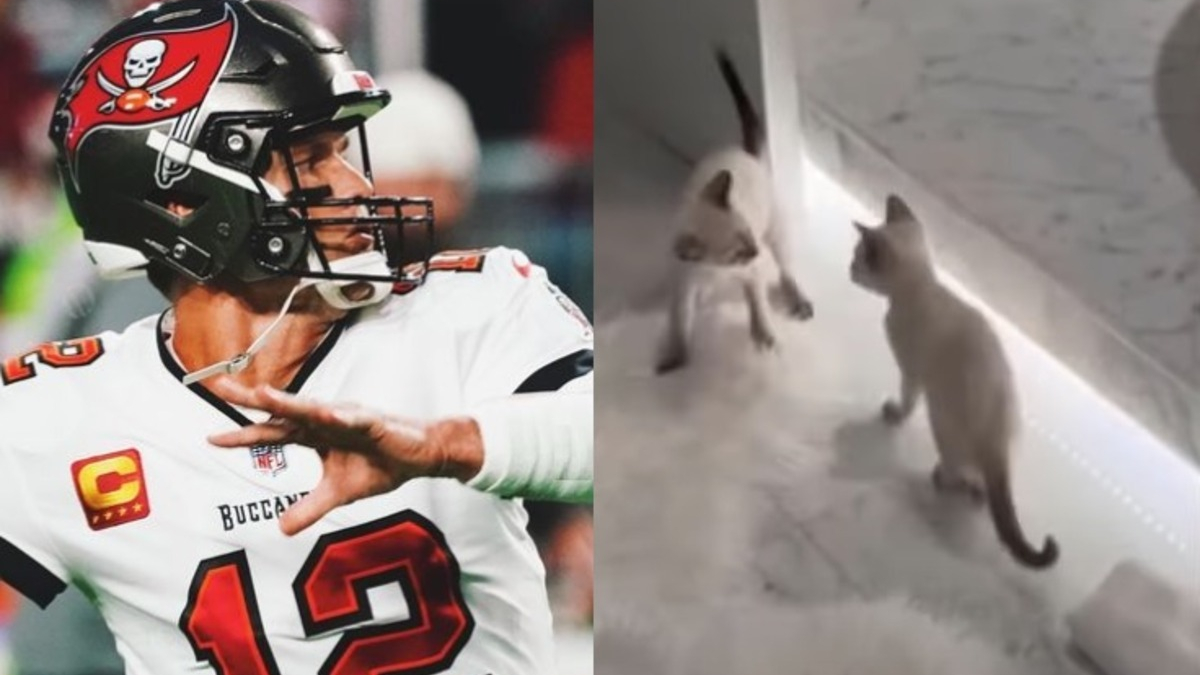 Illustration : "Star du football américain, Tom Brady tombe sous le charme de 2 chatons en faisant du bénévolat dans un refuge (vidéo)"