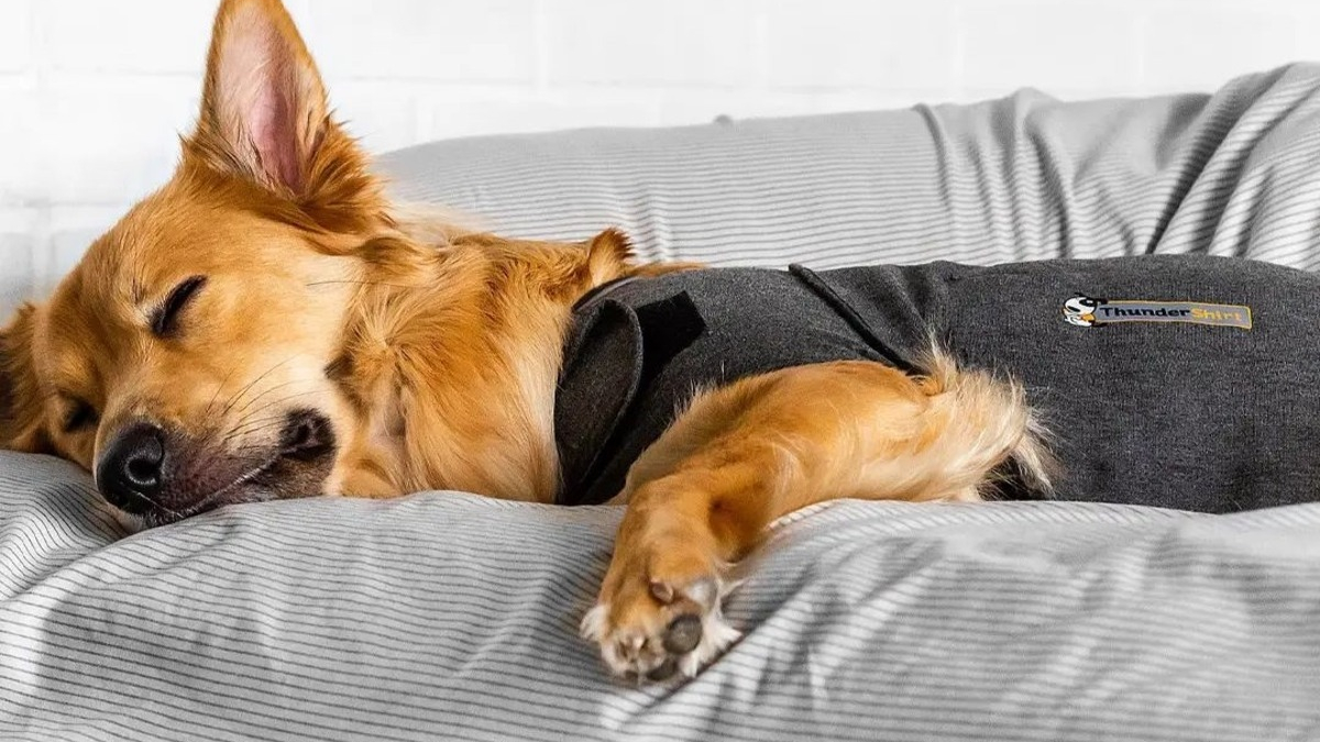 Illustration : "ThunderShirt, le gilet relaxant indispensable pour apaiser les chiens en proie au stress"