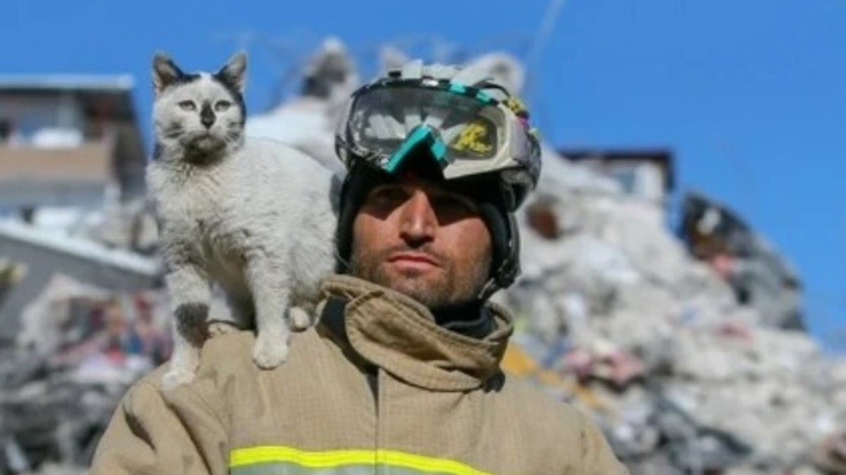 Illustration : "Un chat rescapé des séismes en Turquie décide de ne plus quitter le pompier qui l'a sorti des décombres"