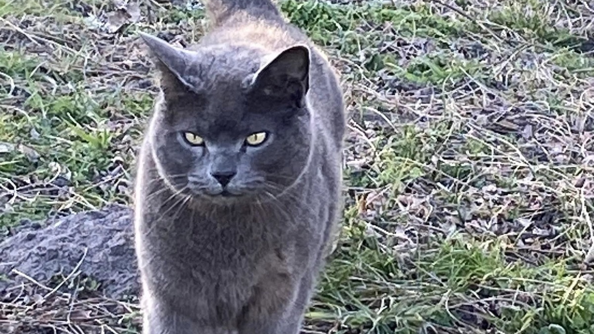 Illustration : "Disparu lors des feux de forêt en Gironde, Jak le chat fait l'objet d'incessantes recherches pendant 7 mois jusqu'à ce 