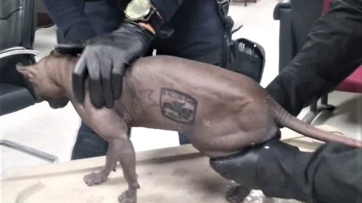 Illustration : "Un chat découvert dans une cellule de prison et tatoué par un gang échappe à l'enfer carcéral"