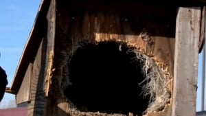 Illustration : Une femme surprend une niche en bois scellée près d'une rivière, et fait une découverte désolante