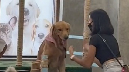 Illustration : Un Golden Retriever capricieux donne du fil à retordre à sa maîtresse lorsqu’il est l’heure de quitter le parc (vidéo)