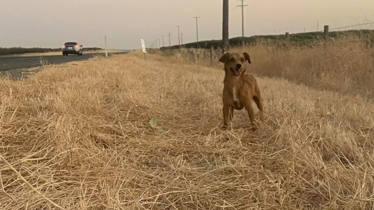 Illustration : "Un couple en vacances modifie ses projets après avoir rencontré une chienne errante sur le bord de la route (vidéo)"