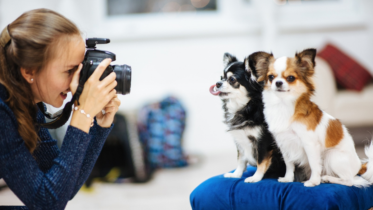 Illustration : "Casting pour chien : votre compagnon à 4 pattes deviendra-t-il une future star ?"