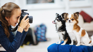 Illustration : Casting pour chien : votre compagnon à 4 pattes deviendra-t-il une future star ?