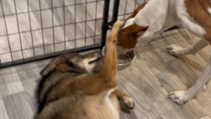 Illustration : Depuis qu'une chienne lui a sauvé la vie, ce coyote n’a d’yeux que pour elle (vidéo)
