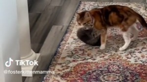 Illustration : La vidéo surprenante d'une chatte tenant à porter son chaton par le cou alors qu'il n'est plus si petit que cela