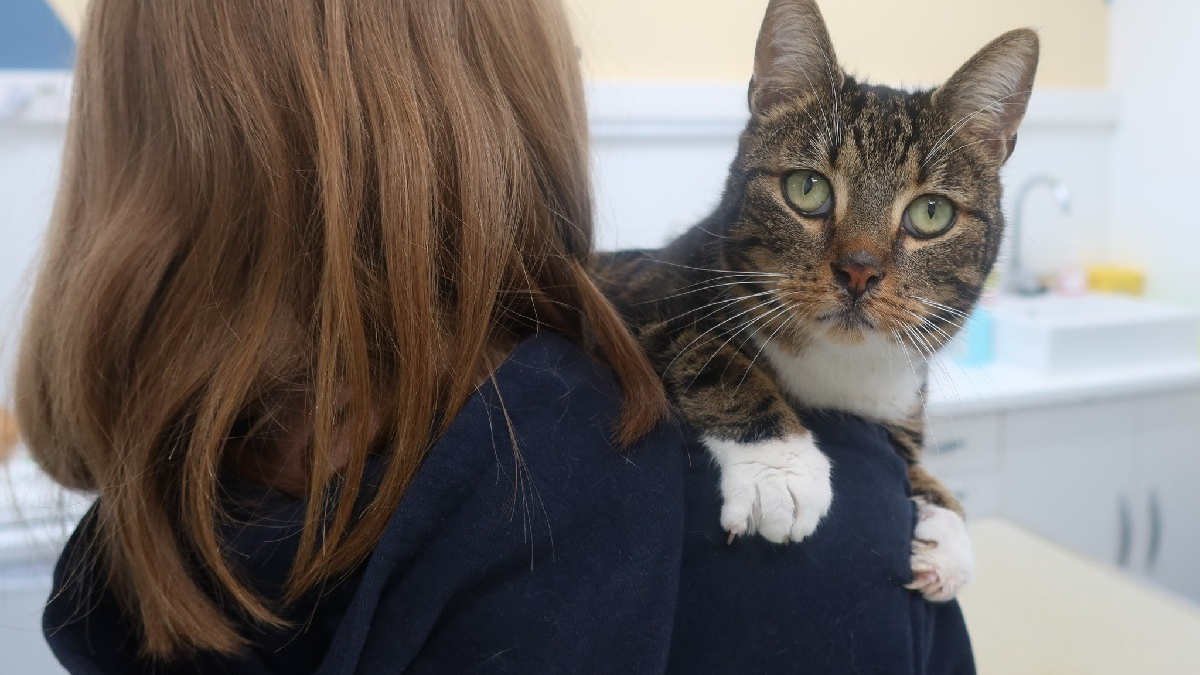 Illustration : "Un vétérinaire s'indigne après qu'un chat a été blessé par un tir de carabine, frôlant ainsi le pire"