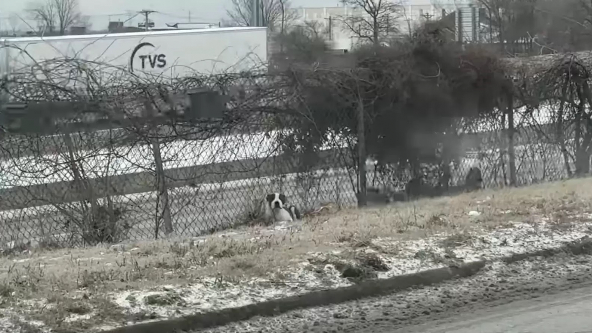 Illustration : "Une femme découvre un chien abandonné près d’une autoroute très fréquentée, et s’engage dans une mission périlleuse pour lui venir en aide (vidéo)"