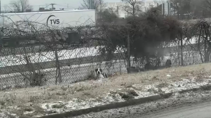 Illustration : Une femme découvre un chien abandonné près d’une autoroute très fréquentée, et s’engage dans une mission périlleuse pour lui venir en aide (vidéo)
