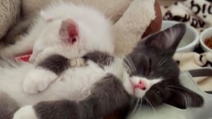 Illustration : 2 chatons ont un coup de foudre réciproque lors de leur rencontre en famille d’accueil, et décident de ne plus se quitter (vidéo)
