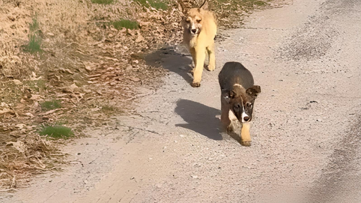 Illustration : "Alors qu’elle allait chercher des gâteaux pour ses collègues, une femme découvre 2 chiots abandonnés sur le bord de la route (vidéo)"