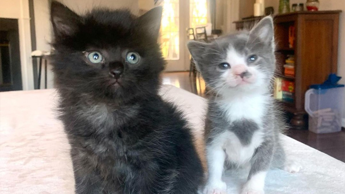 Illustration : "2 chatons s'étant rencontrés en famille d'accueil deviennent frère et sœur et se soutiennent mutuellement"