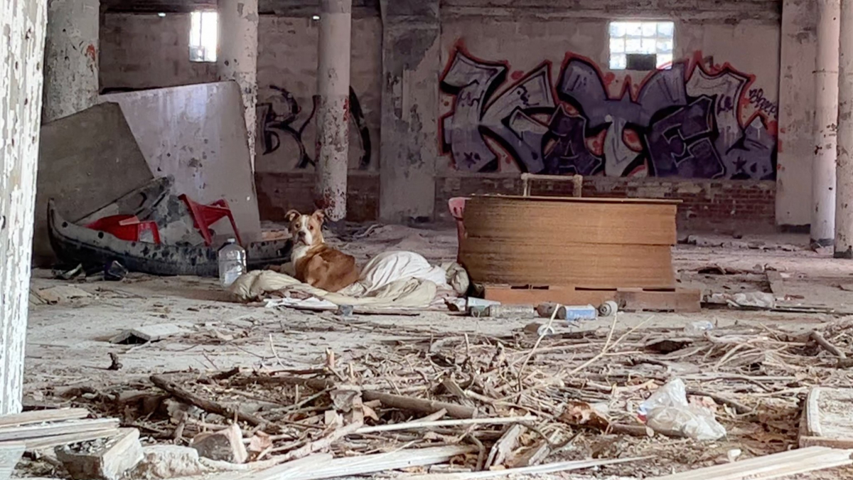 Illustration : "Une chienne, errante et affamée, trouve refuge dans les décombres d’une bâtisse abandonnée et donne du fil à retordre à celle qui veut l’aider"