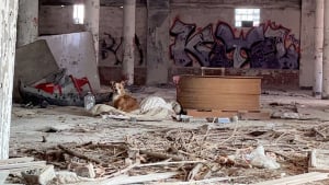 Illustration : Une chienne, errante et affamée, trouve refuge dans les décombres d’une bâtisse abandonnée et donne du fil à retordre à celle qui veut l’aider