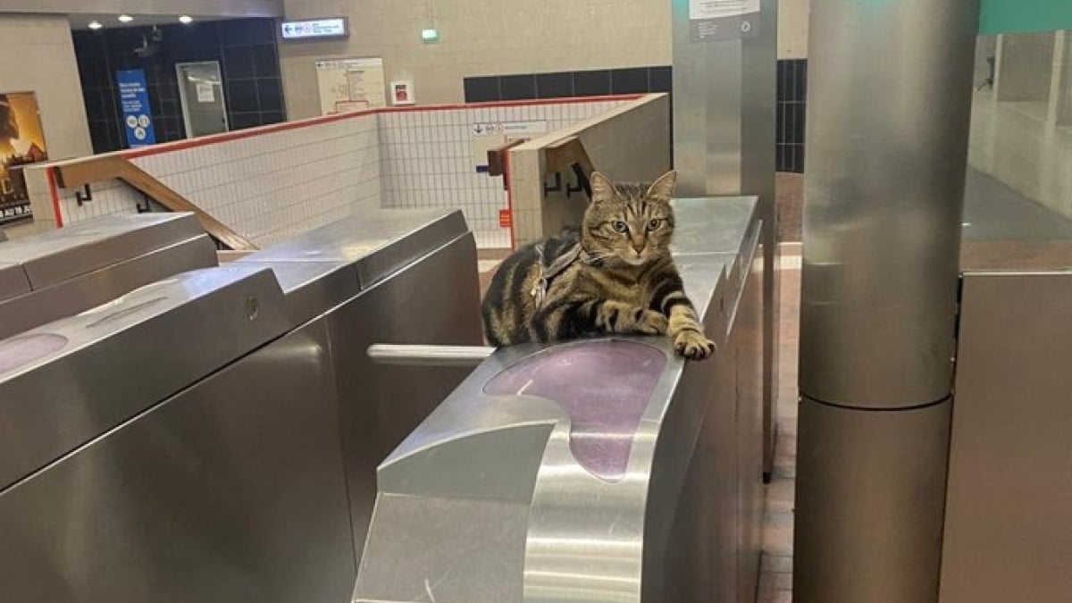 Illustration : "Taga, une chatte tigrée, devient la mascotte d'une station de RER et illumine les journées des usagers"