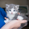 Illustration : Retrouv&eacute; dans la rue avec une blessure &agrave; la patte, un chaton f&eacute;brile se bat pour vivre comme ses cong&eacute;n&egrave;res