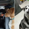 Illustration : Une famille parcourt plus de 4000 kilomètres pour adopter un Husky atteint d’une malformation faciale