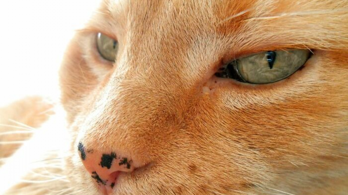 Illustration : "20 photos d'adorables chats roux qui se donnent des airs de fauves"