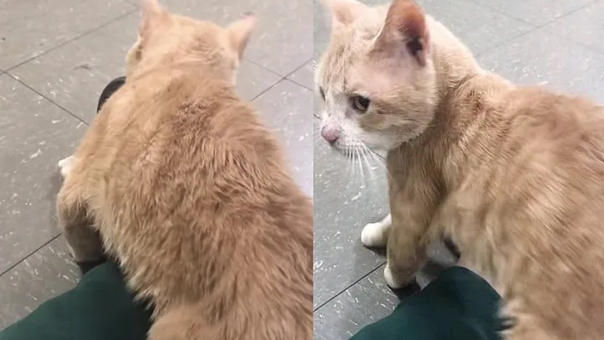 Illustration : "Un chat erre aux abords d’un immeuble dans l’espoir de taper dans l’œil d’un résident et de quitter la rue pour toujours (vidéo)"