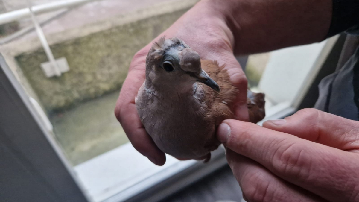 Illustration : "Des oiseaux victimes de maltraitance ferment la porte de leur passé et découvrent le sens du mot « bienveillance »"