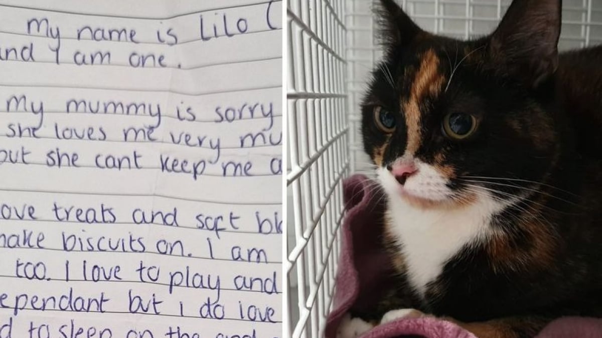 Illustration : "Une femme abandonne son chat près d’un refuge et laisse une note déchirante sur les lieux"