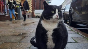 Illustration : Ce chat est une véritable star locale dans sa ville, et attire chaque année de nombreux touristes 