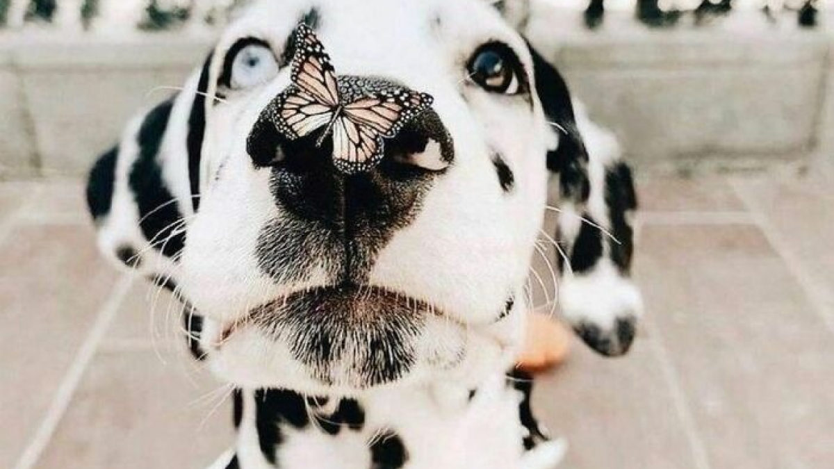 Illustration : "20 photos de chiens et de chats totalement fascinés par les papillons"