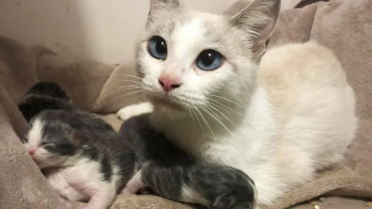 Illustration : "2 chatons présentés à une chatte fraîchement recueillie et venant d'accoucher en espérant qu'elle les adopte"