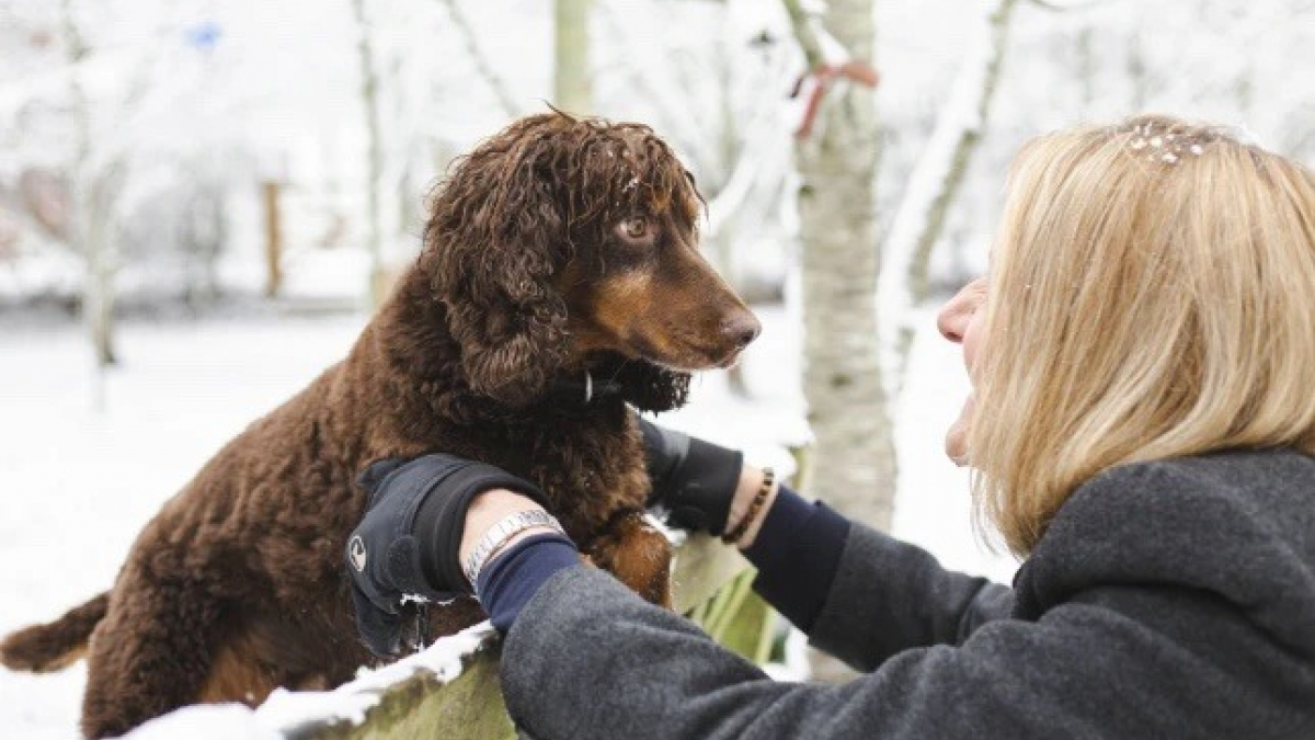 Illustration : "Rejeté pour ses écarts de comportement, un Cocker Anglais devient un chien de détection accompli "