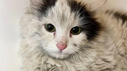 Illustration : Une femme fait preuve de persévérance pour gagner la confiance d’un chat farouche et méfiant (vidéo)