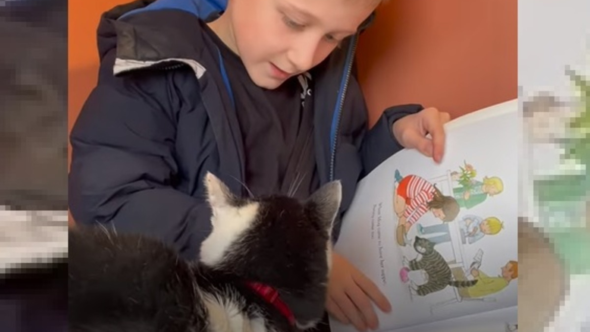 Illustration : "Dans ce refuge, les enfants sont invités à lire des histoires aux chats pour calmer leur anxiété"