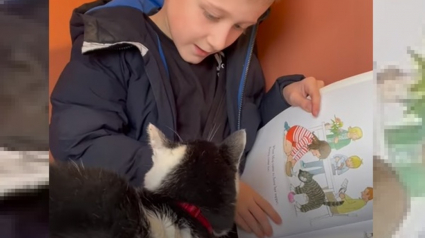 Illustration : Dans ce refuge, les enfants sont invités à lire des histoires aux chats pour calmer leur anxiété
