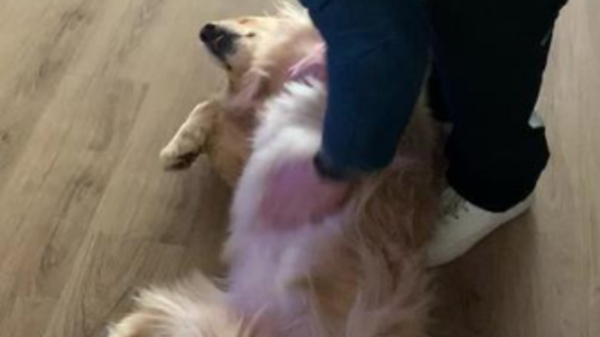 Illustration : "Les cris de joie de ce chien retrouvant son humain offrent une scène touchante et virale (vidéo)"