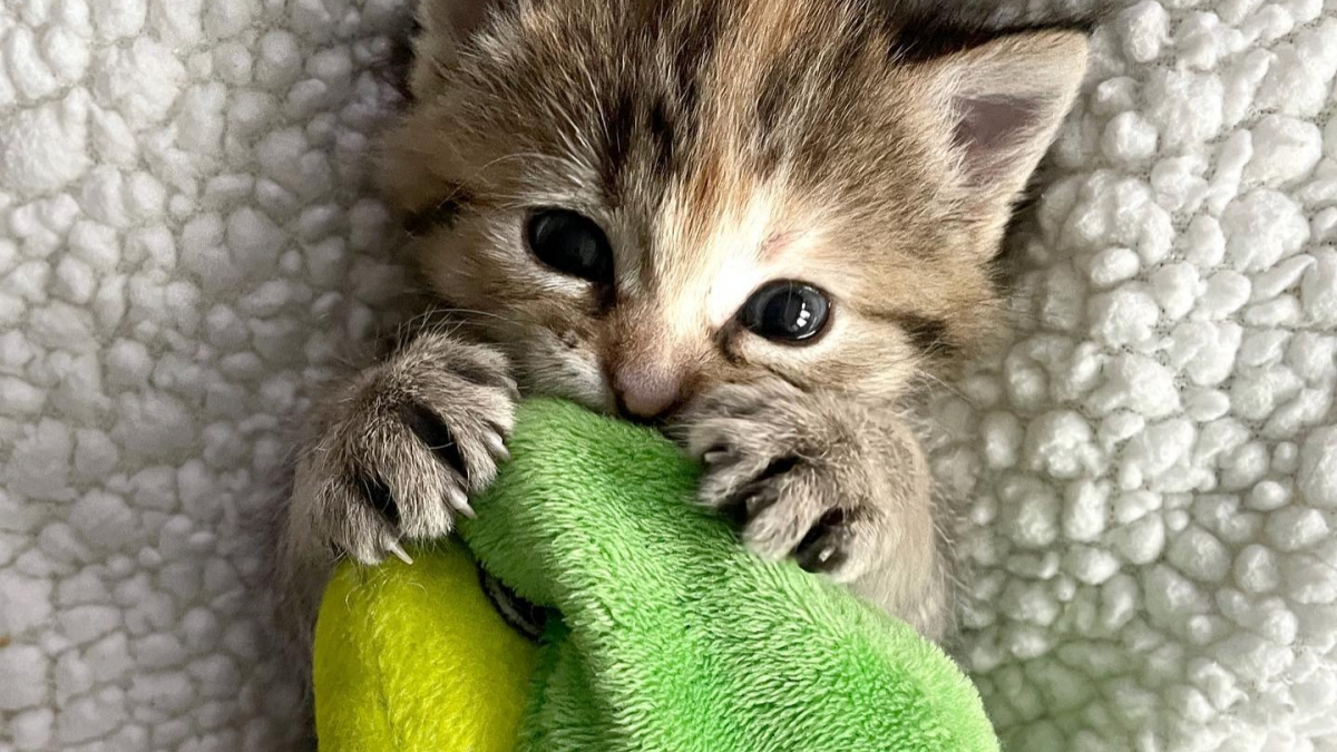 Illustration : "Ce chaton se sent si seul qu’il tente de trouver du réconfort auprès de ses jouets en peluche"