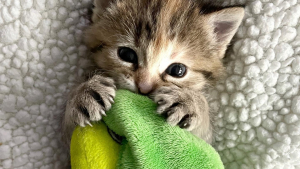 Illustration : Ce chaton se sent si seul qu’il tente de trouver du réconfort auprès de ses jouets en peluche