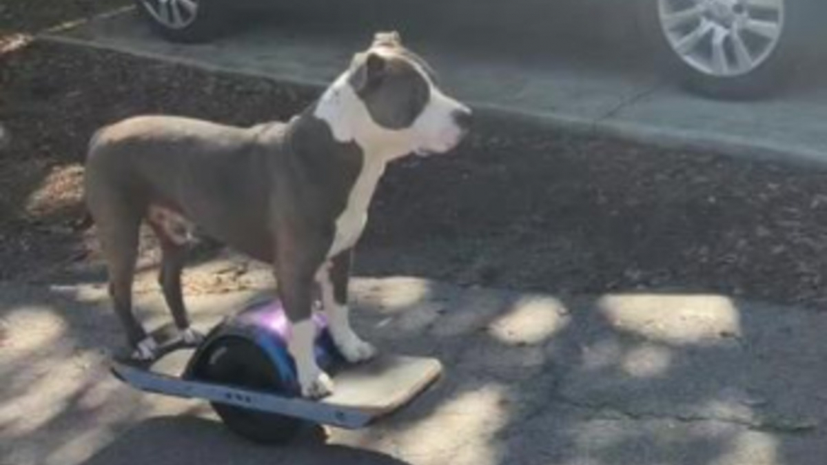 Illustration : "Ce chien adopté au refuge est un pro du skate électrique à une roue et ne boude pas son plaisir (vidéo)"