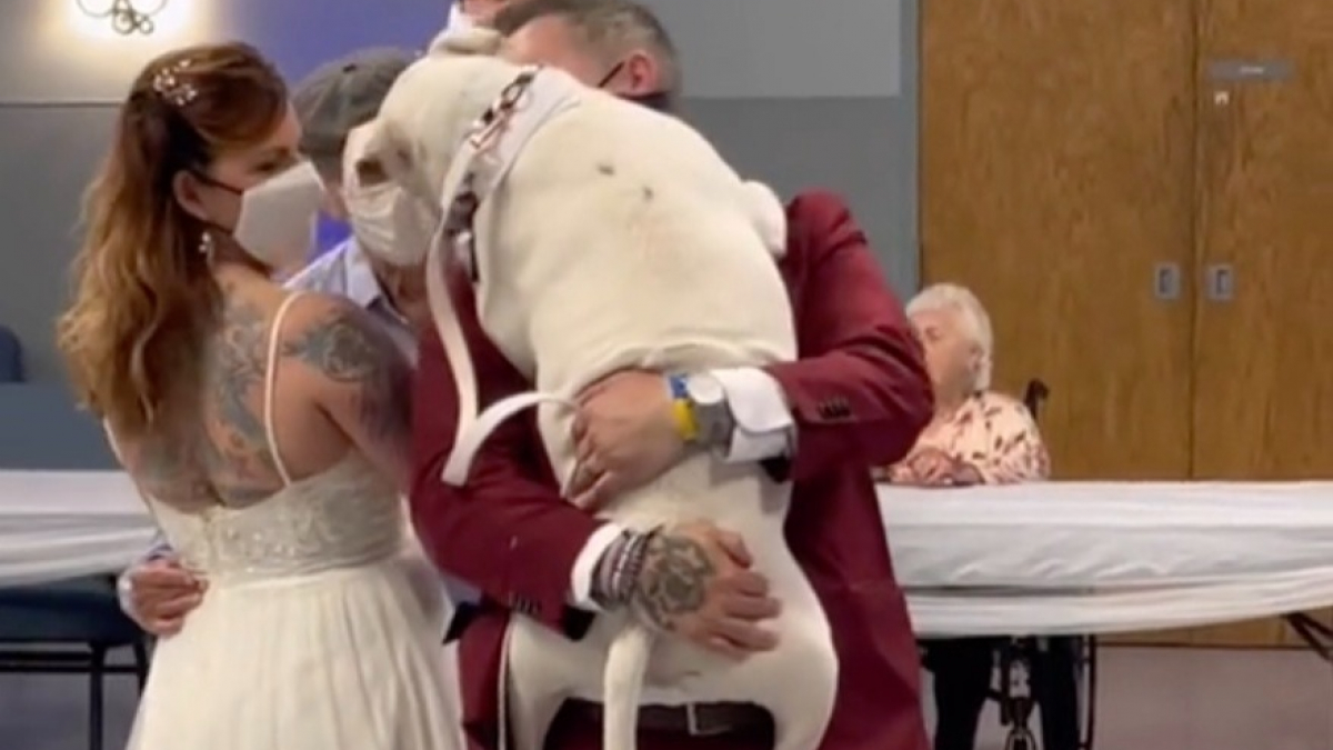 Illustration : "Un chien atteint de surdité se joint à l’ouverture de bal de ses maîtres le jour de leur mariage (vidéo)"