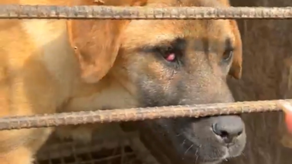 Illustration : "200 chiens sauvés d'un élevage alimentant le marché de la viande canine et s'envolent vers leur nouvelle vie"