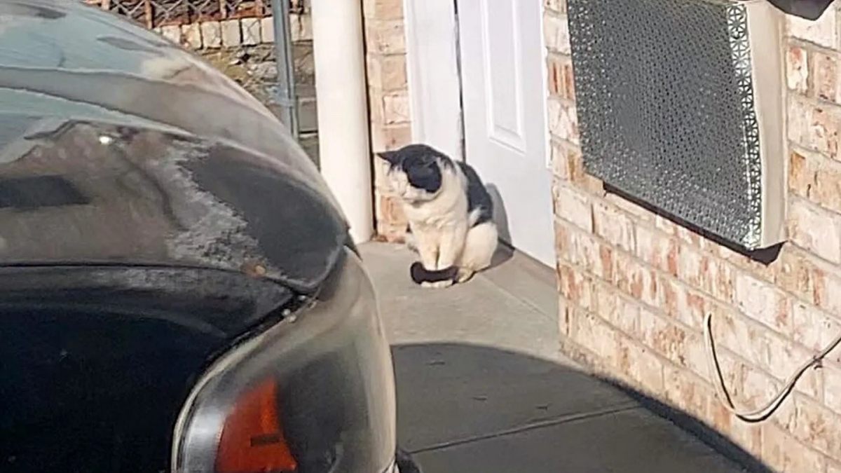 Illustration : "Un chat errant se réfugie près de la porte d’une maison dans l’espoir de quitter la rue pour toujours (vidéo)"