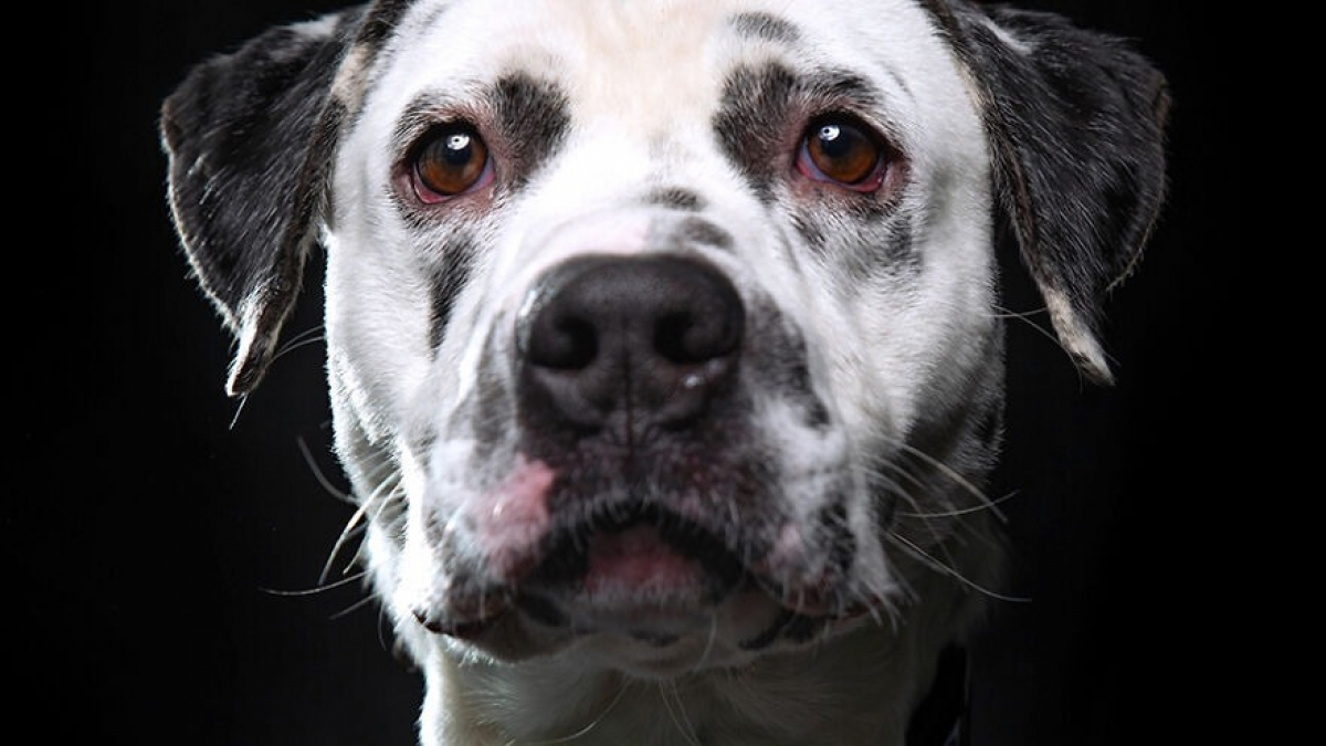 Illustration : "20 portraits de chiens de refuges réalisés par un photographe bénévole souhaitant faciliter leur adoption"