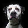 Illustration : 20 portraits de chiens de refuges réalisés par un photographe bénévole souhaitant faciliter leur adoption