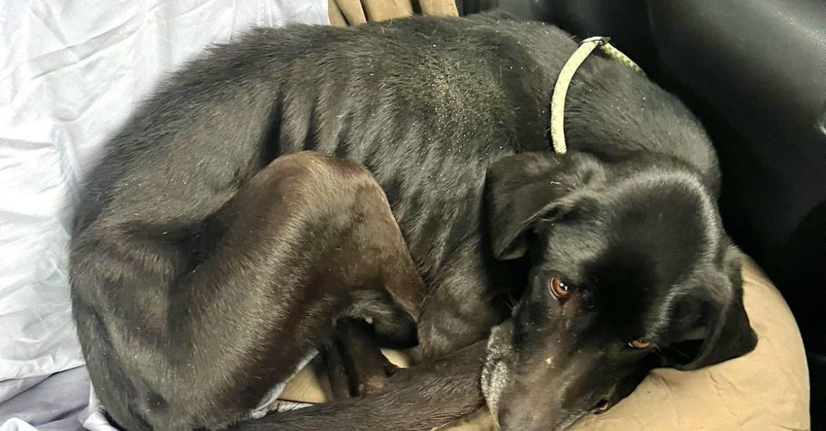 Laissée à son triste sort, une chienne rachitique en divagation alerte ...